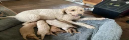 Australian Labradoodle honden te koop: Schitterende labradoodles - Advertentie 1