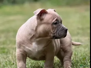 Amerikaanse Bully honden Amerikaanse bully pocket - Advertentie 15