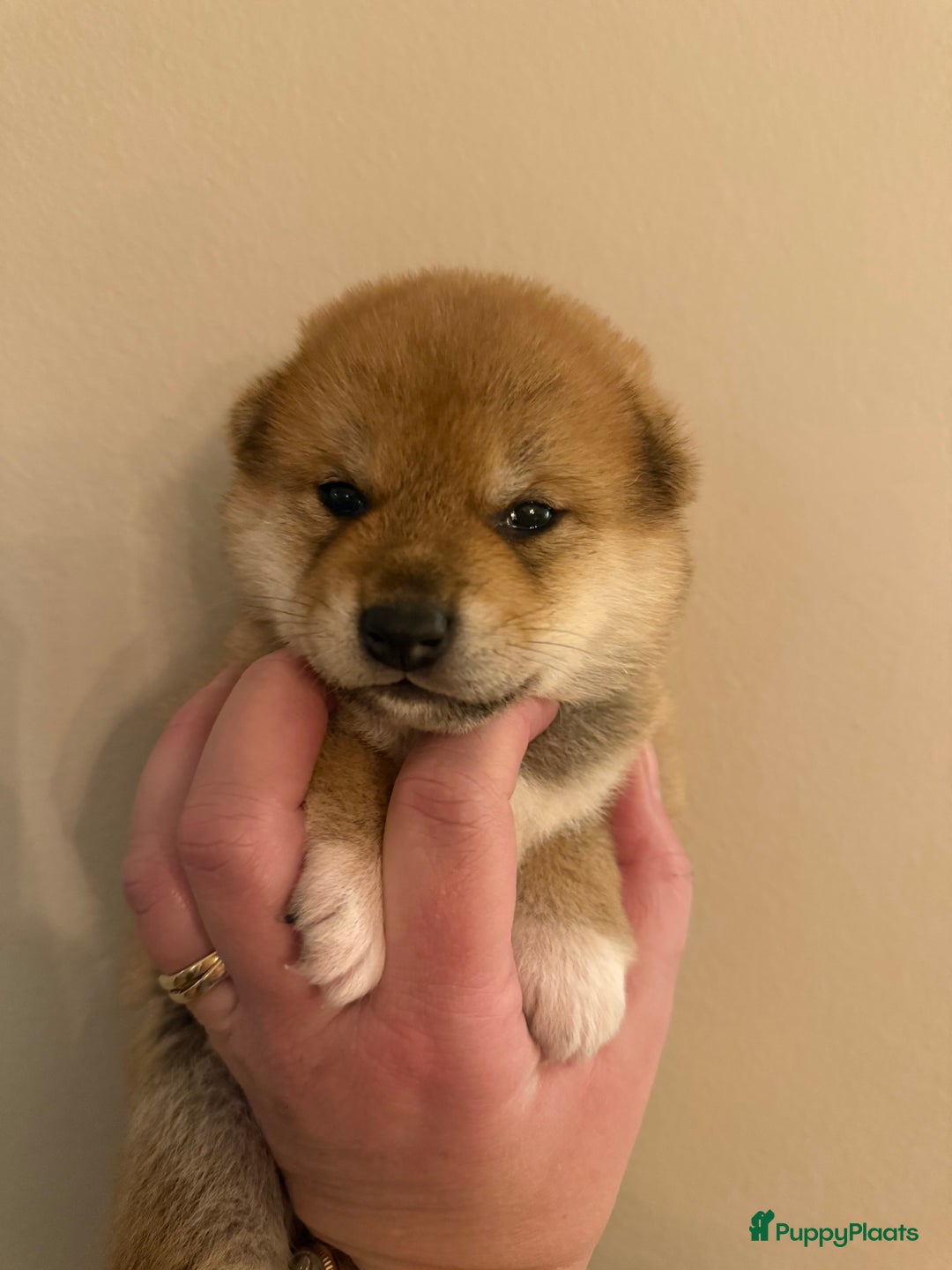 Shiba honden te koop: Shiba pups geboren uit geteste ouders - Advertentie 5