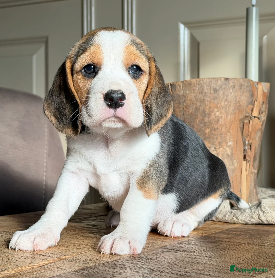 Beagle honden te koop: Beagle pups met FCI uitgebreid getest!! - Advertentie 18