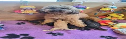 Kruising honden te koop: Prachtige mini/medium Australian labradoodle pups - Advertentie 11