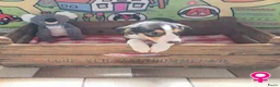 Boerenfox honden te koop: mooie 100% Boerenfox pups - Advertentie 9