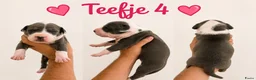 American Staffordshire Terriër honden te koop: Amerikaanse Stafford Pups - Advertentie 6