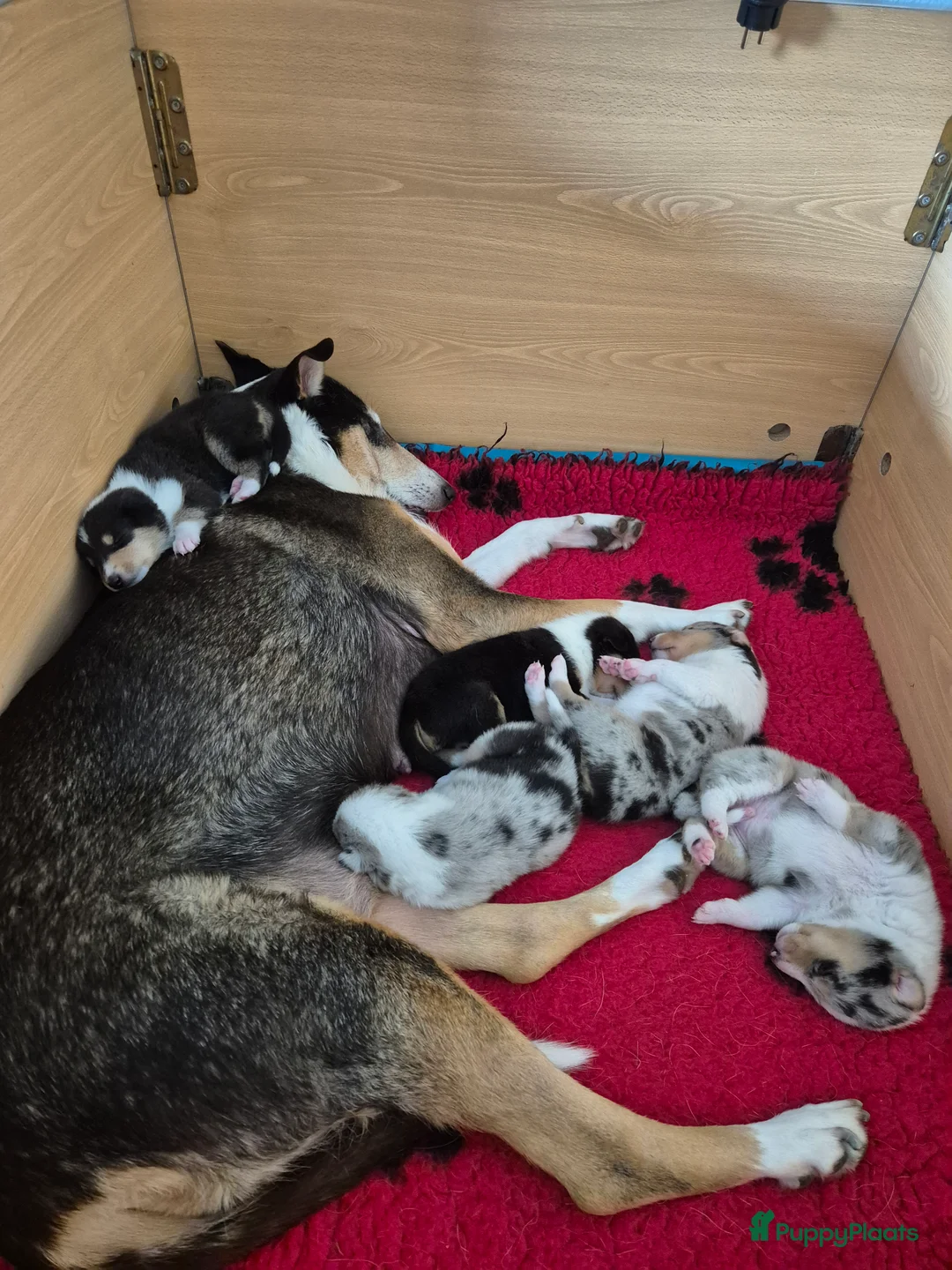 Schotse Herdershond korthaar honden te koop: Schotse collie korthaar teefje in Den Haag - Advertentie 2