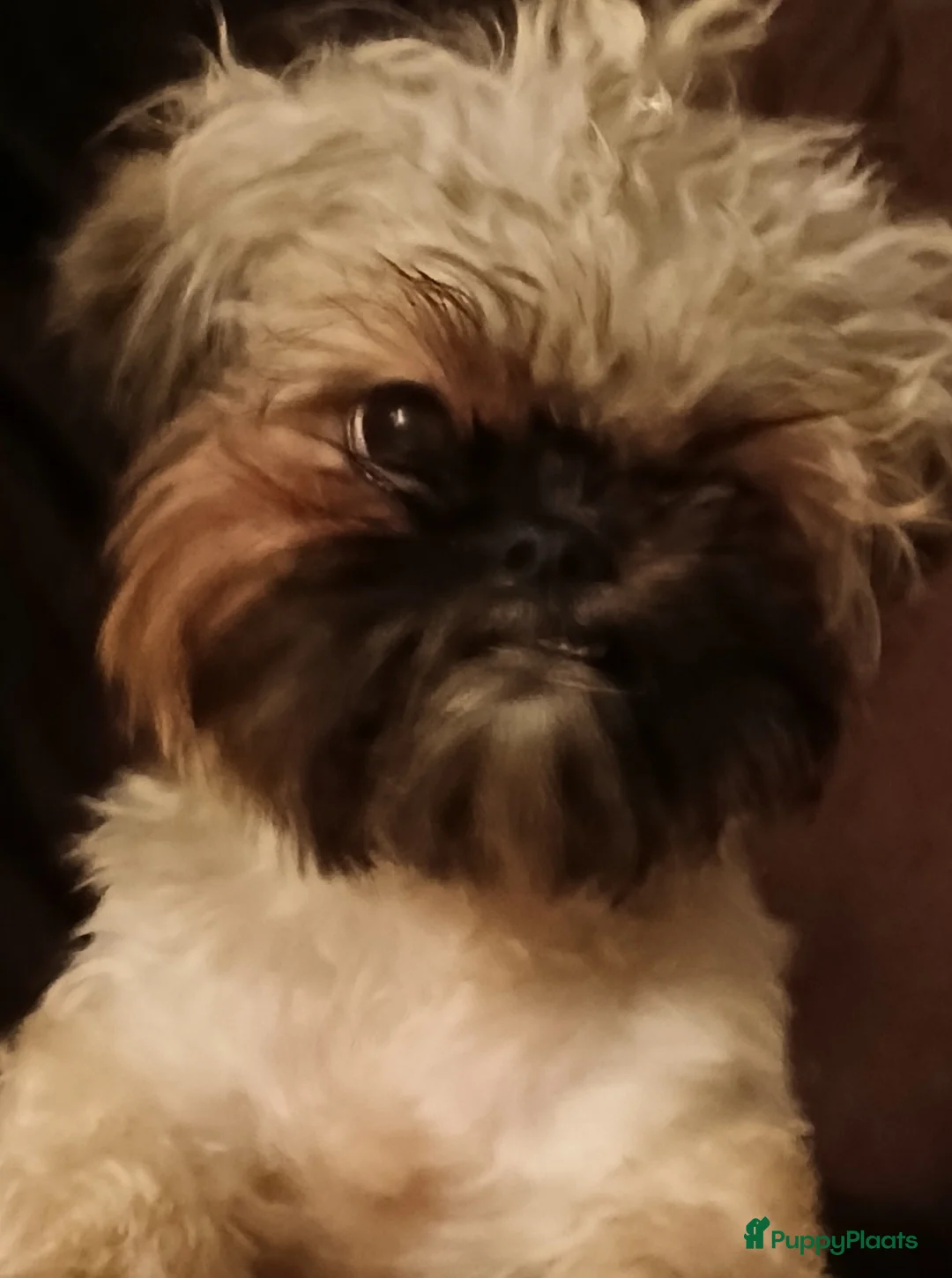 Kruising honden te koop: Shih tzu x Pekingees pupje - Advertentie 6