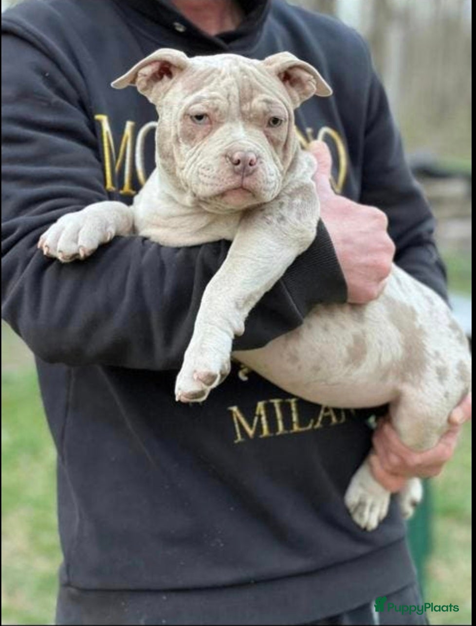 Amerikaanse Bully honden American bully pocket - Advertentie 2