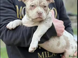 Amerikaanse Bully honden American bully pocket - Advertentie 2