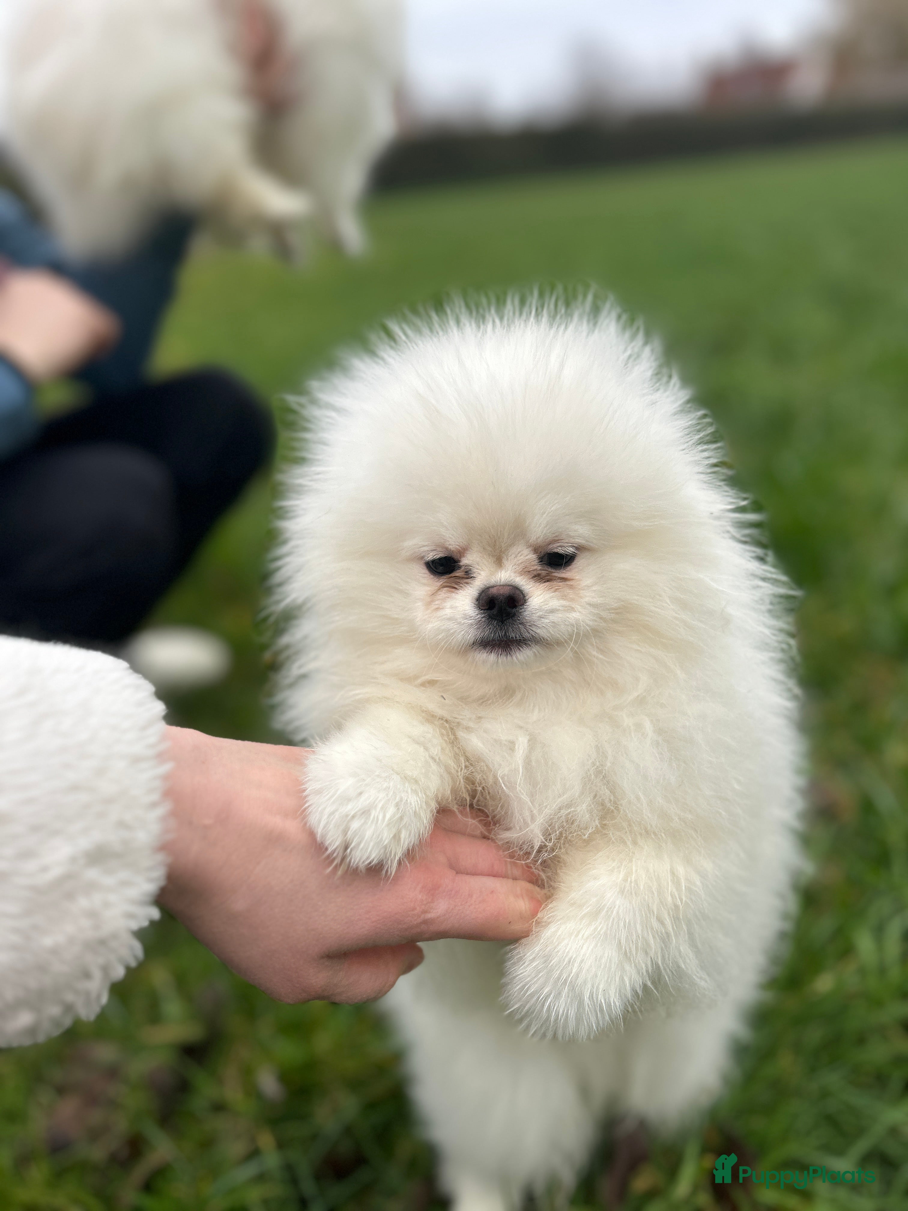 Pomeriaan honden Pomeranian❤️❤️ - Advertentie 1