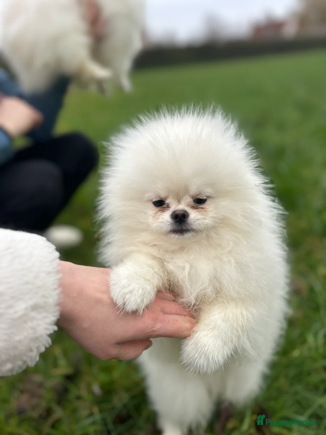 Pomeriaan honden te koop: Pomeranian❤️❤️ - Advertentie 1