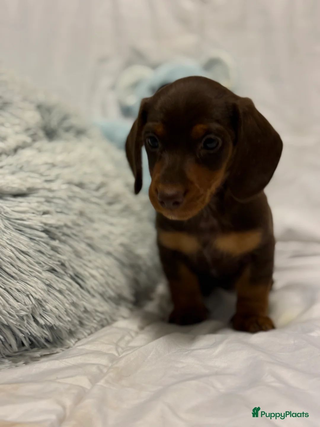 Teckel (korthaar)  honden te koop: Dwerg teckel pups  - Advertentie 15