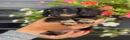Teckel (langhaar) honden te koop: Langharige teckel pups - Advertentie 7