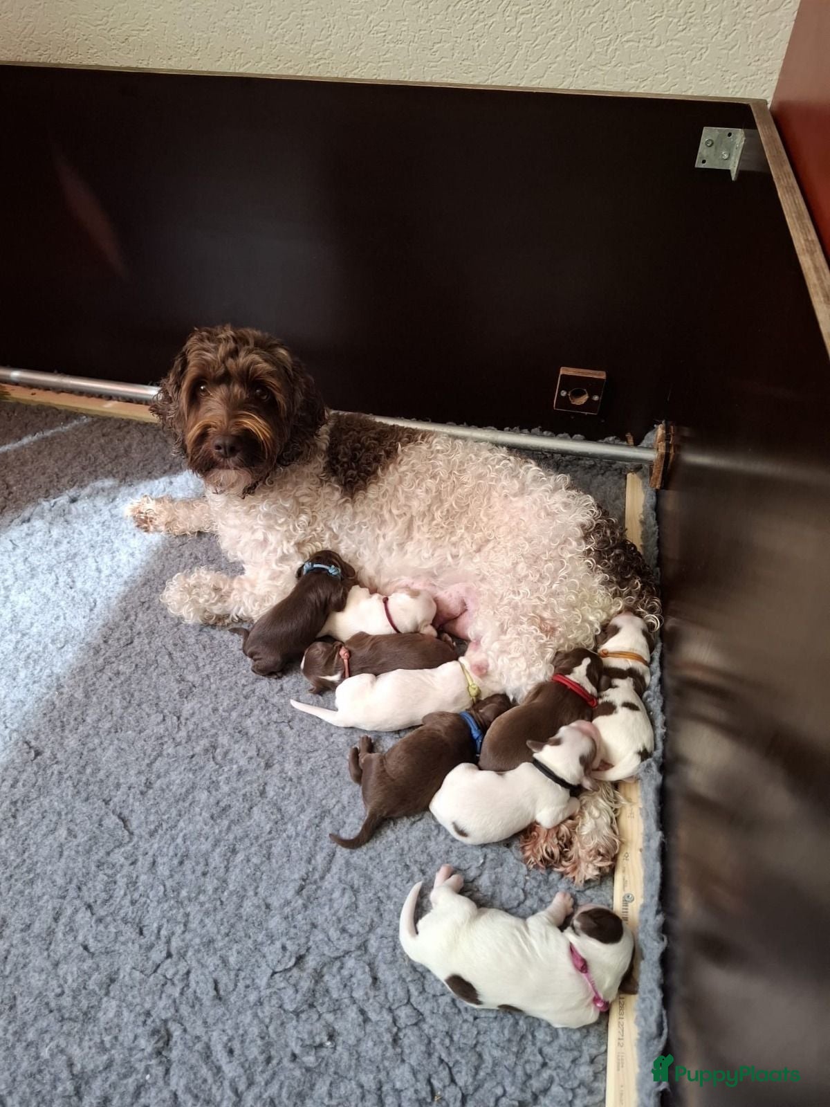 Australian Labradoodle honden Australian Labradoodle mini pups - Advertentie 1