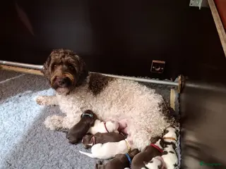 Australian Labradoodle honden Australian Labradoodle mini pups - Advertentie 6