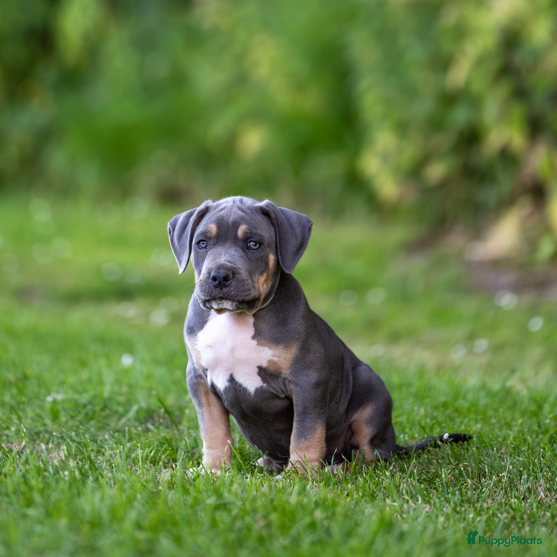 Amerikaanse Bully honden te koop: Am Bully Xl puppies - Advertentie 1