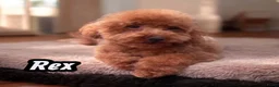 Poedel Toy honden ter dekking: kleine toy poedel dekreu donker rood rocky - Advertentie 3