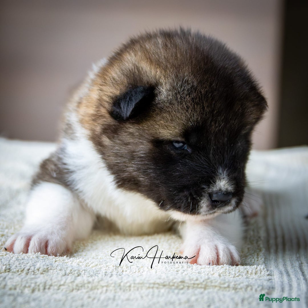 American Akita honden te koop: American Akita pups te koop - Advertentie 3