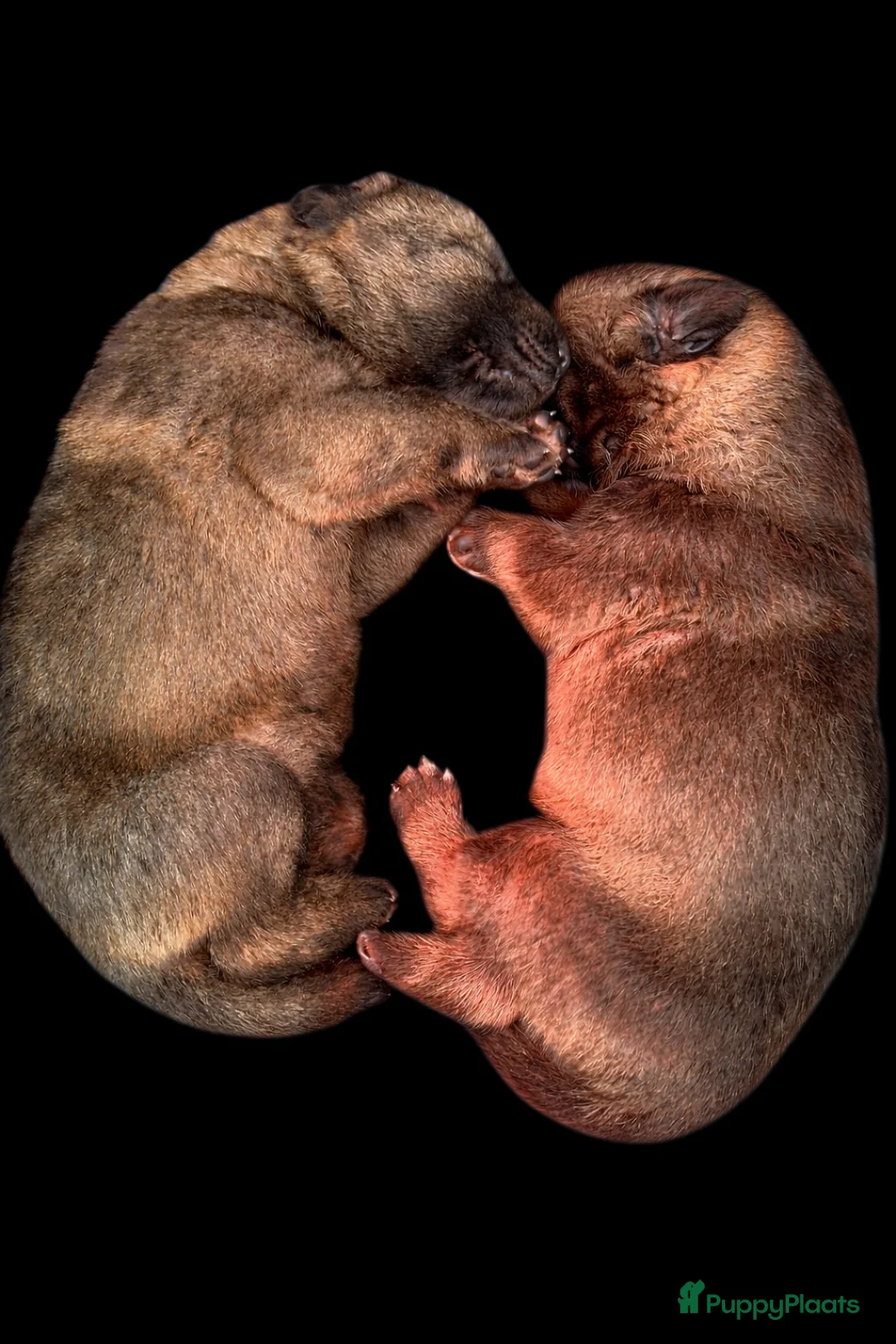 Duitse Herder honden te koop: Te koop 2 mooie grauwe teefjes in Velp - Advertentie 2