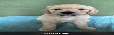 Polar