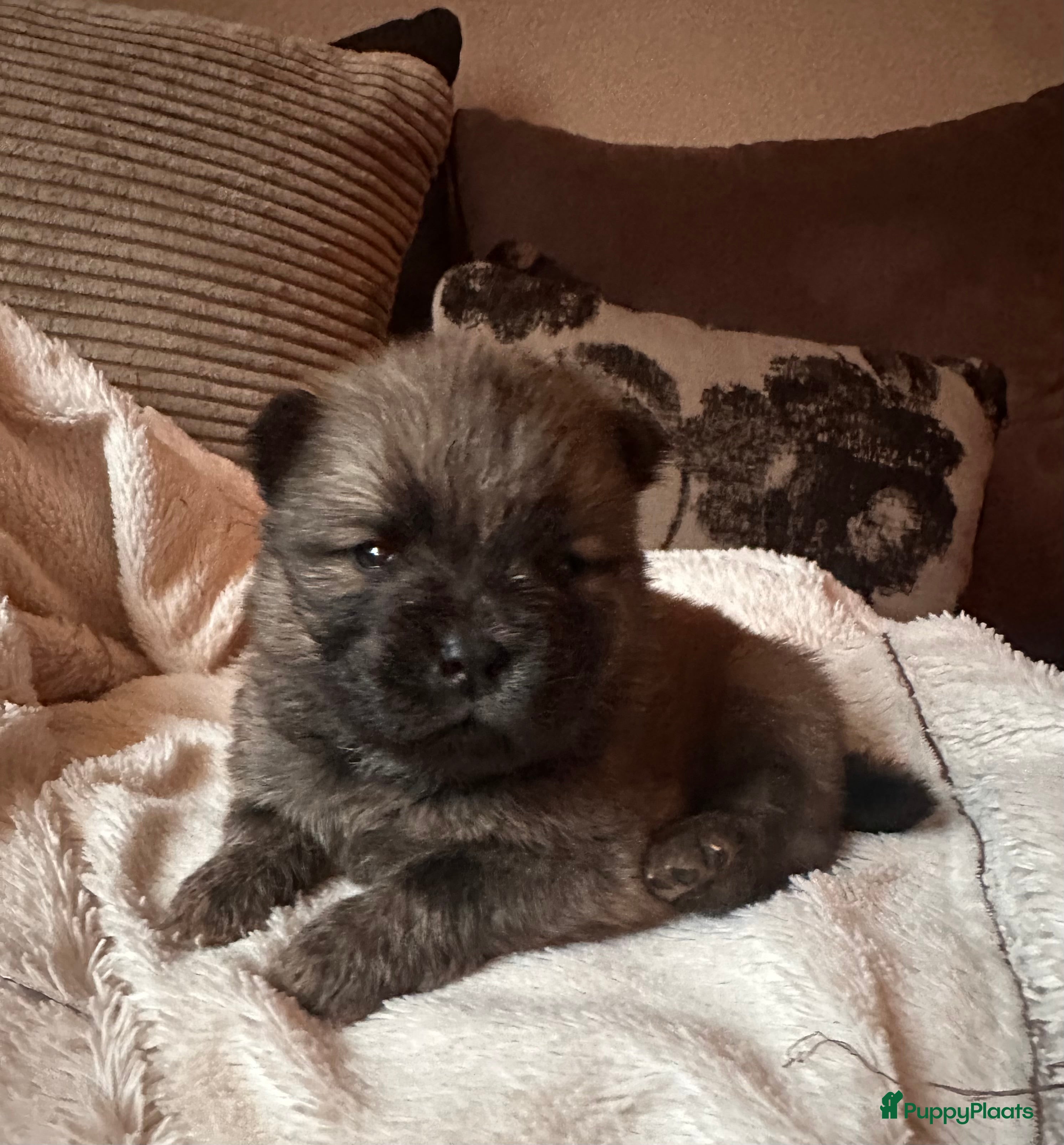 Chow Chow honden Mini Chow chow - Advertentie 1