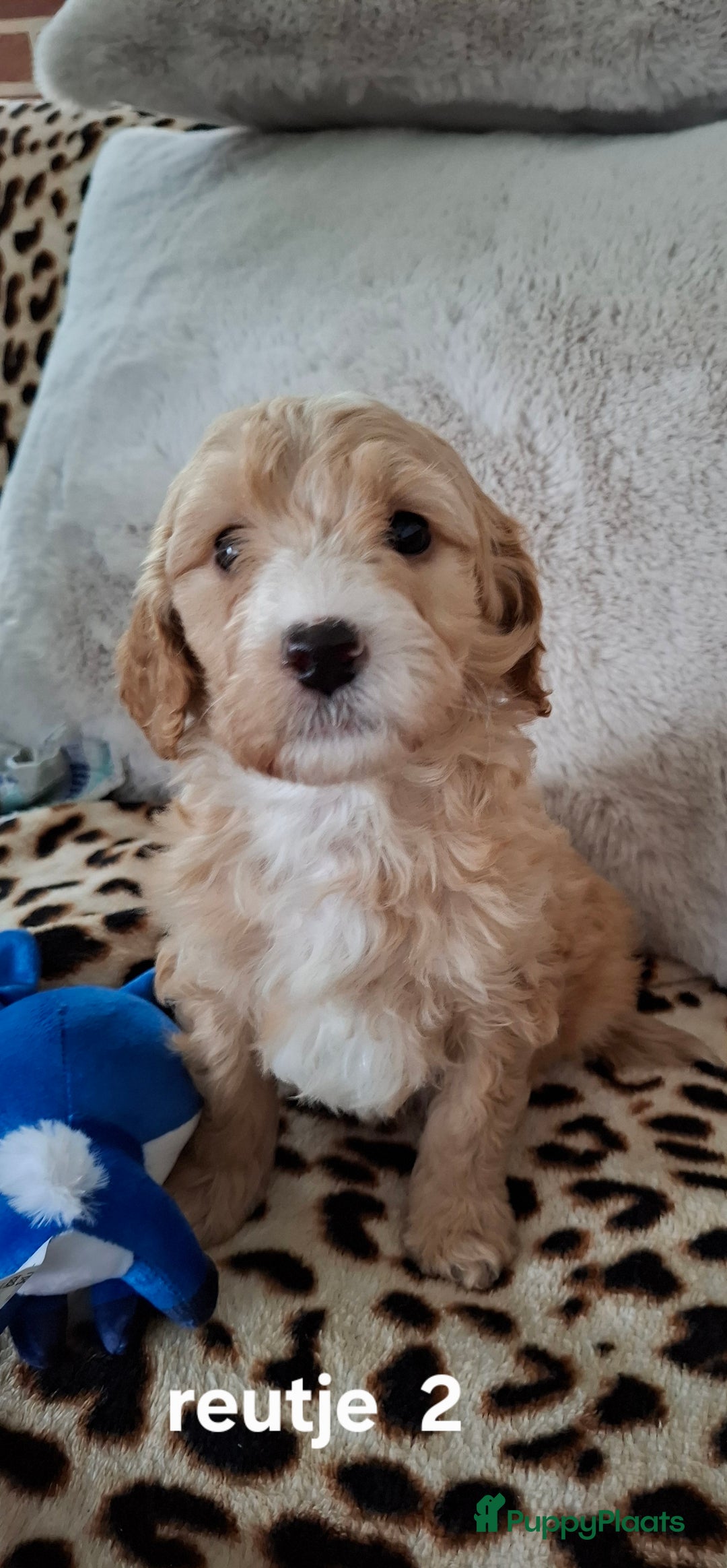 Labradoodle honden te koop: Labradoodle pups kleine  medium  - Advertentie 11