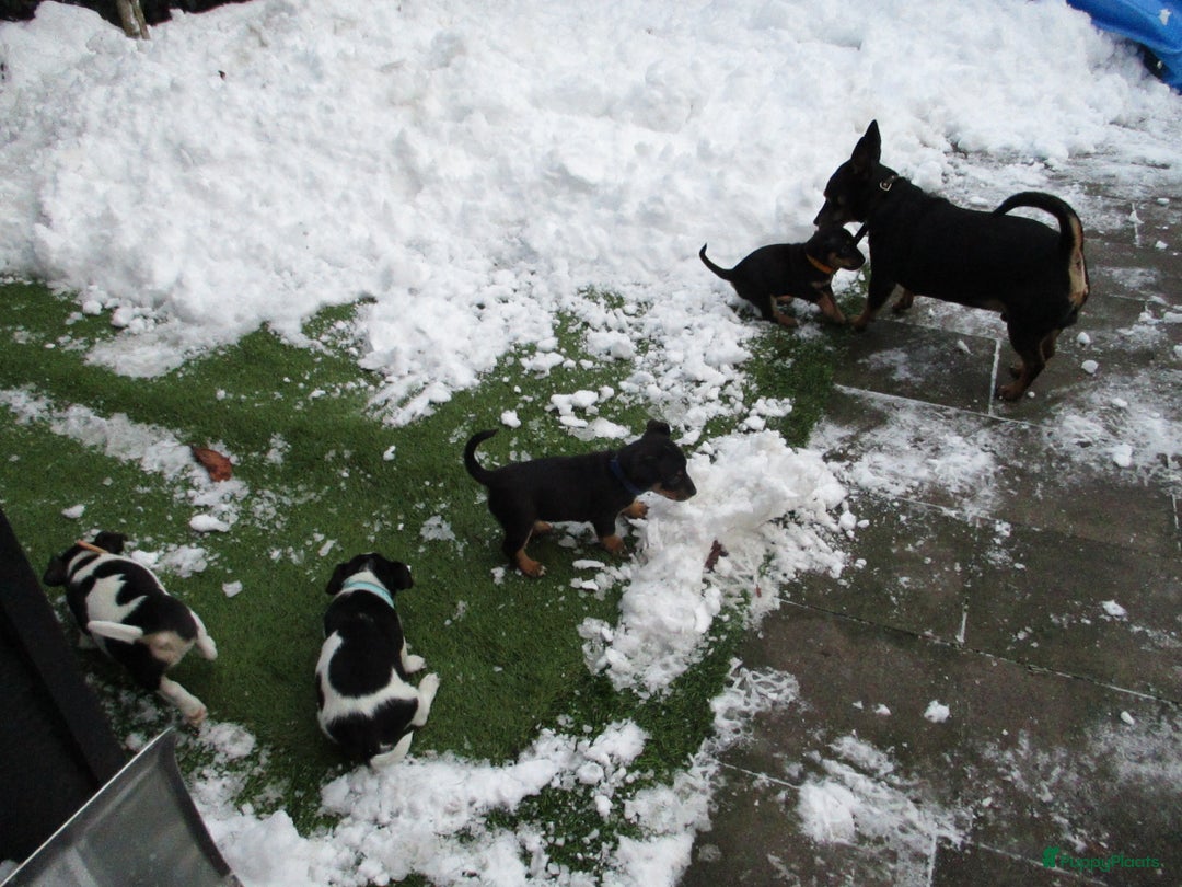 Jack Russel Terriër honden te koop: Jack  russel pups zoeken lief huis! nog 4 pups! - Advertentie 29