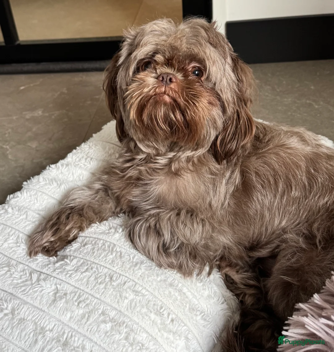 Kruising honden te koop: Mooie Shih tzu x pomeriaan pups in Zwolle - Advertentie 19