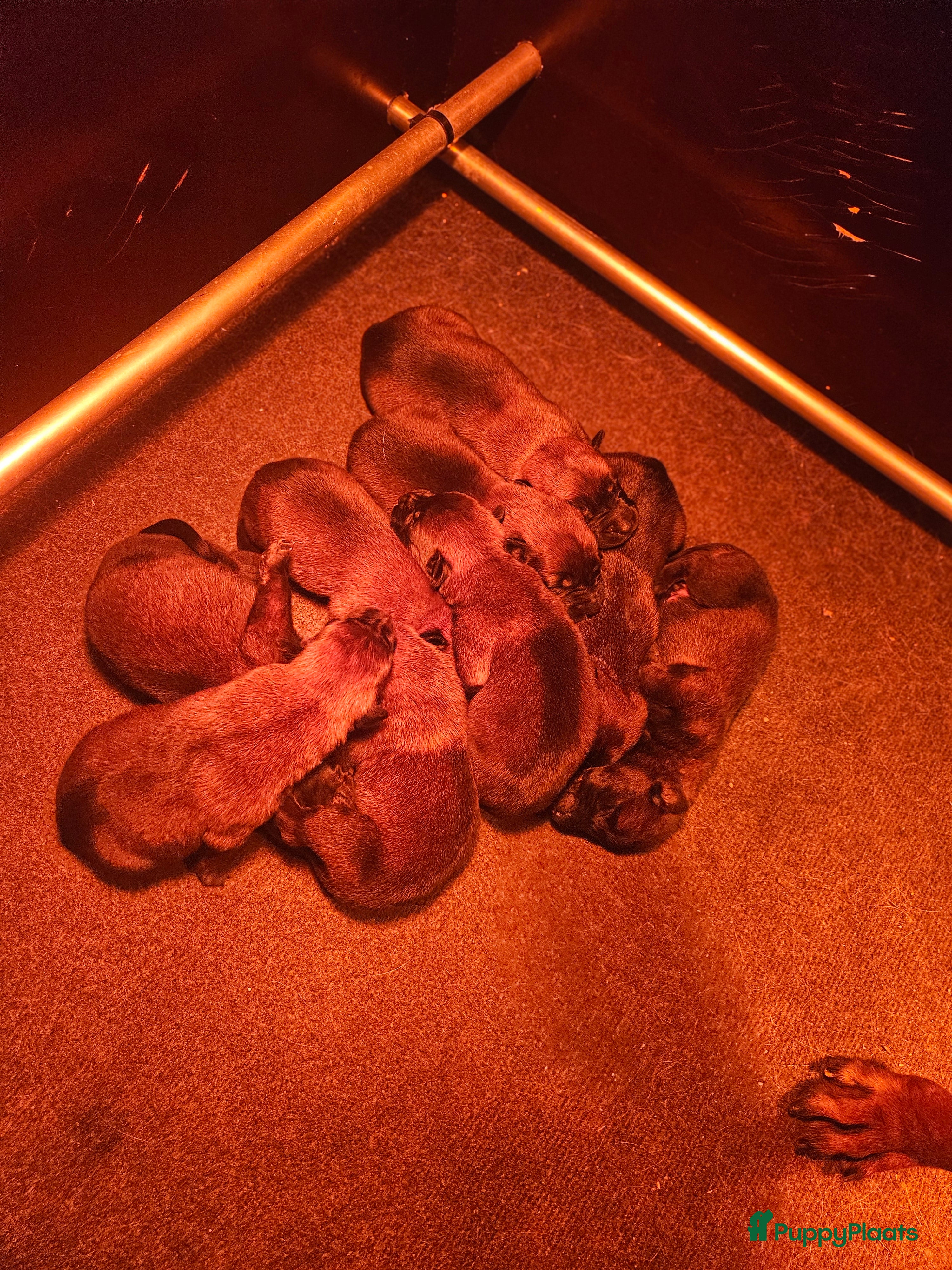 Mechelse Herder honden Mechelse Herder pups uit bewezen bloedlijnen - Advertentie 1