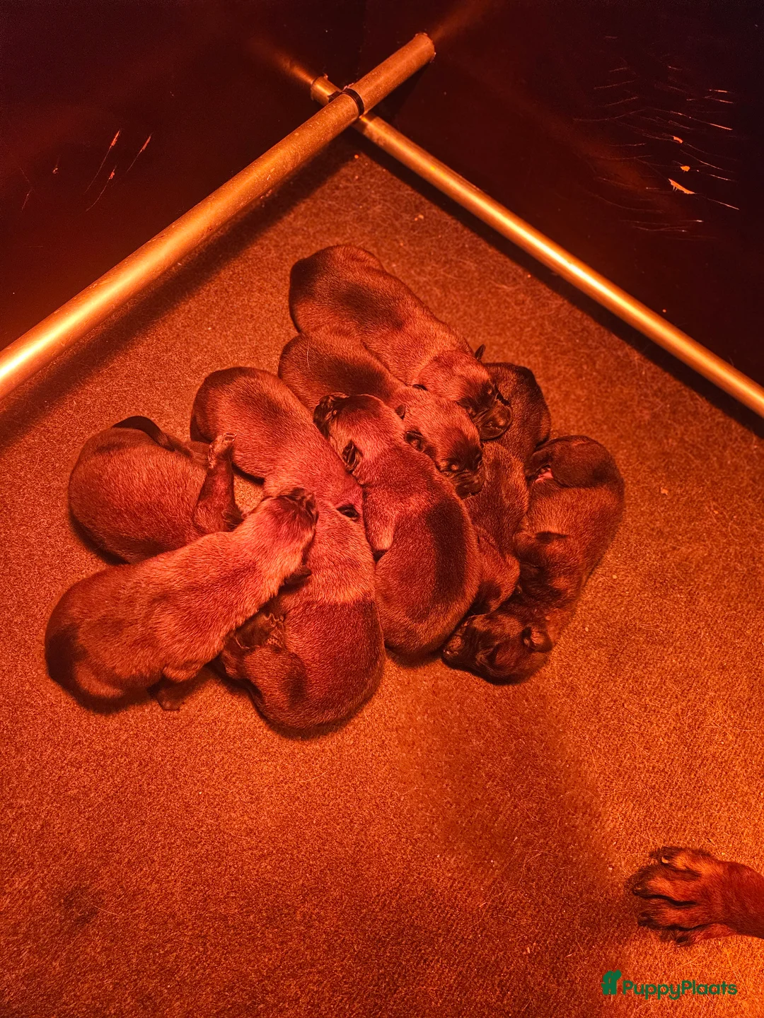 Mechelse Herder honden te koop: Mechelse Herder pups uit bewezen bloedlijnen - Advertentie 1