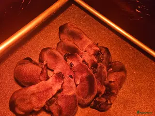 Mechelse Herder honden Mechelse Herder pups uit bewezen bloedlijnen - Advertentie 1