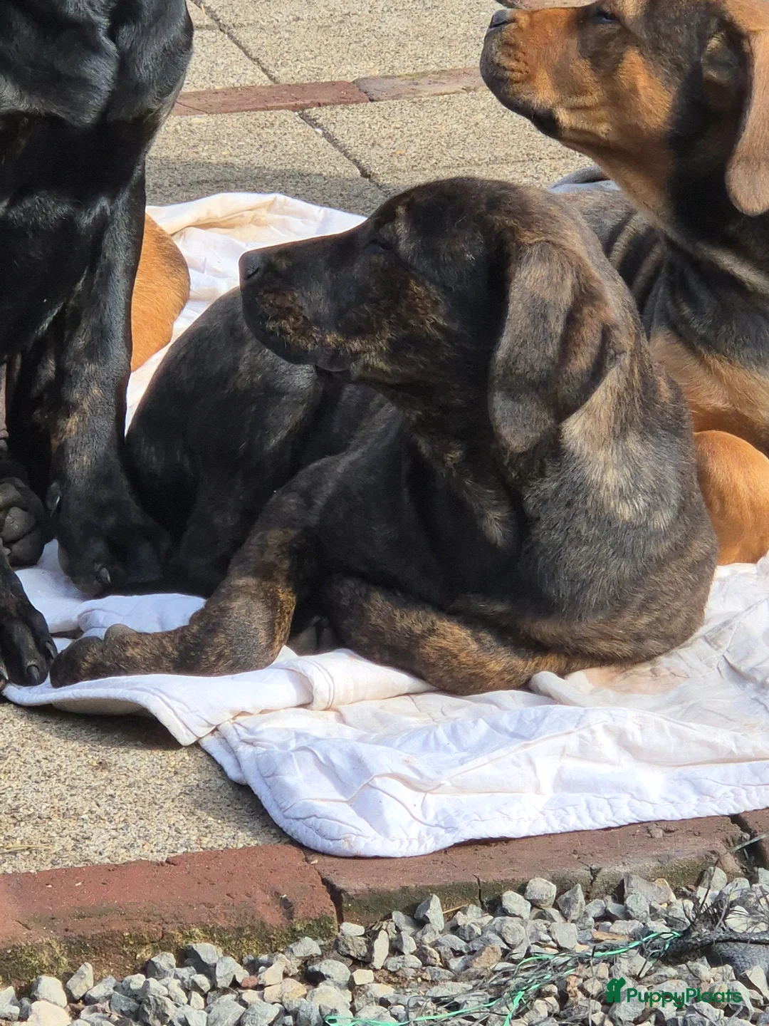 Kruising honden te koop: Presa Canario pup - Advertentie 10