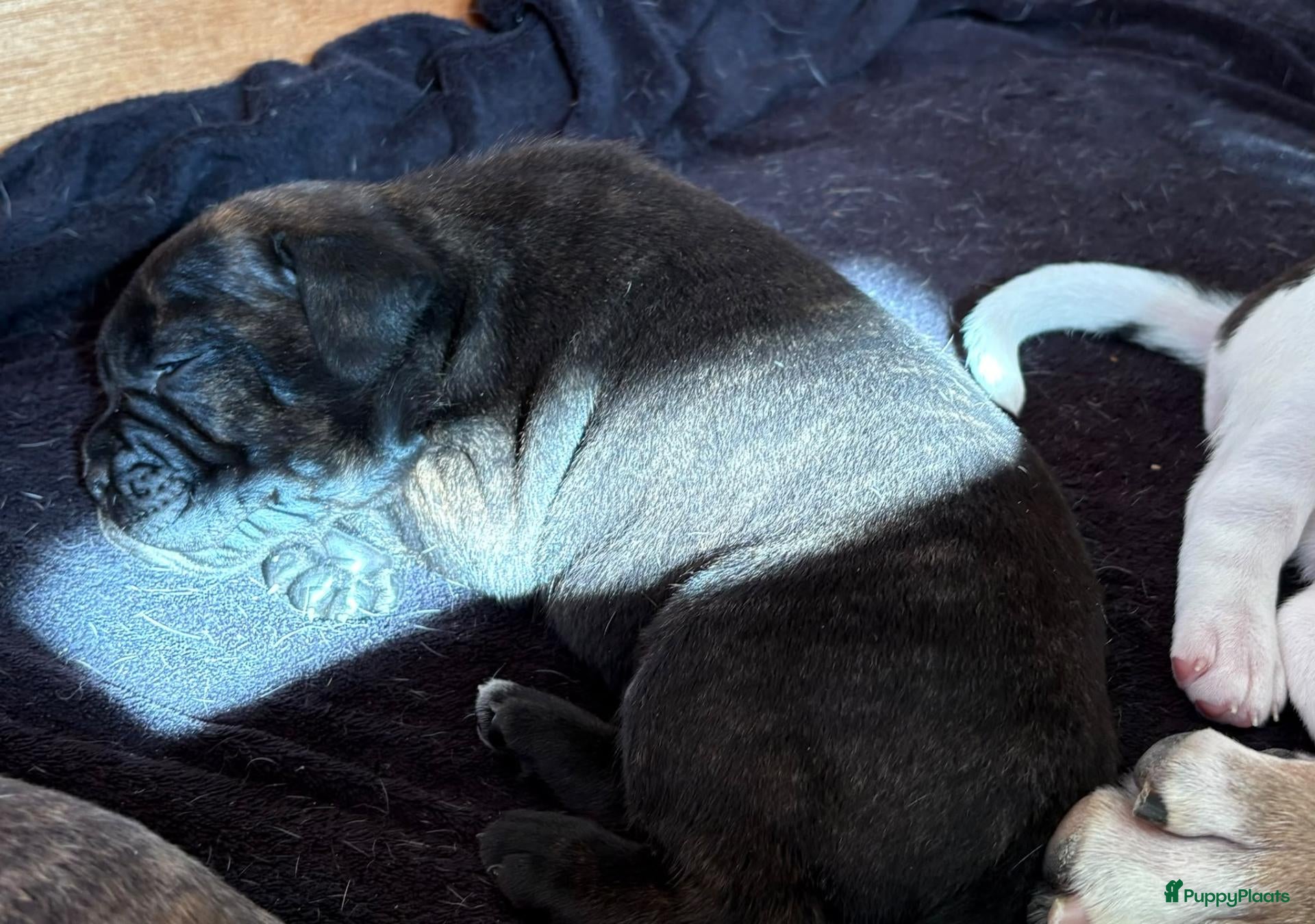 American Staffordshire Terriër honden Prachtig nestje, 2 reutjes, 2 teefjes - Advertentie 2