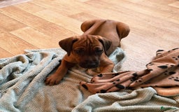 Rhodesian Ridgeback honden te koop: Rhodesian Ridgeback pups+stamboom 2reutjes 8weken  in Wierden - Afbeelding 3