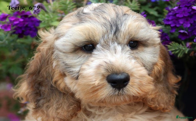 Cockapoo honden - Advertentie 15