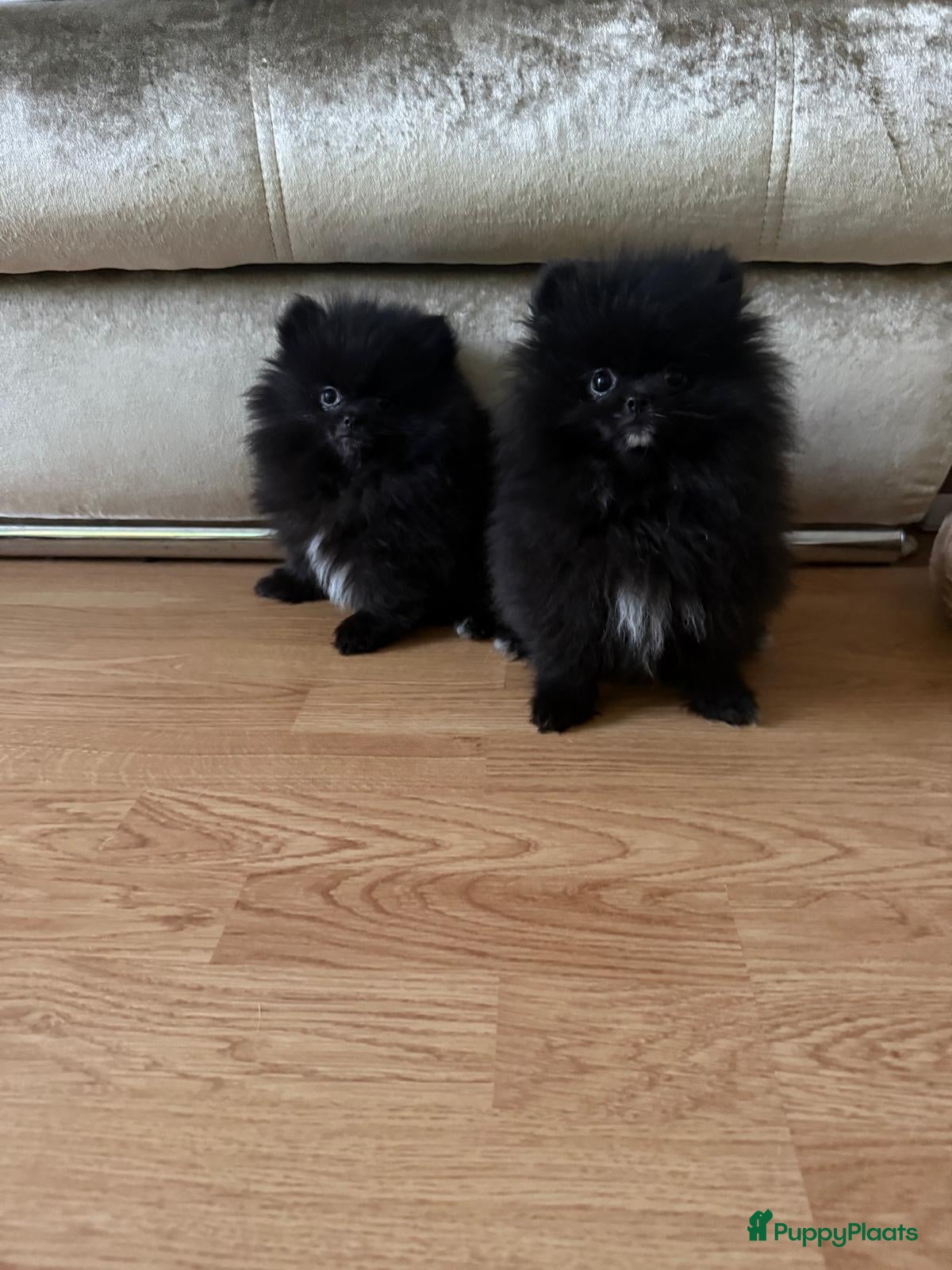 Pomeriaan honden Mooie kleine zwarte pomeranians/dwergkees pups - Advertentie 4