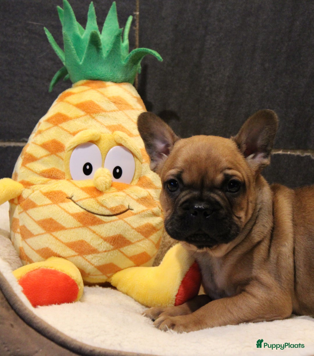 Franse Bulldog honden te koop: Franse Bulldog pups - Advertentie 6