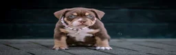Amerikaanse Bully honden te koop: Amerikaanse pocket bully teefjes  - Advertentie 5