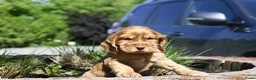 Engelse Cocker Spaniel honden te koop: Speelse Engelse Cocker Spaniel pups - Advertentie 2