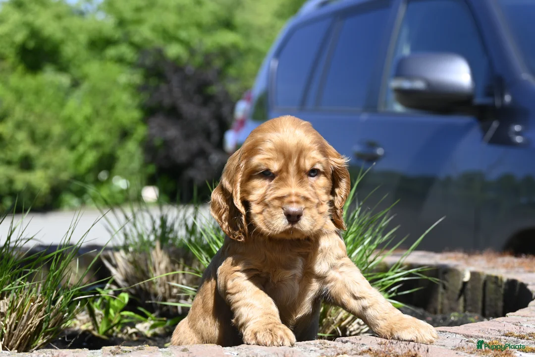 Engelse Cocker Spaniel honden te koop: Speelse Engelse Cocker Spaniel pups - Advertentie 2