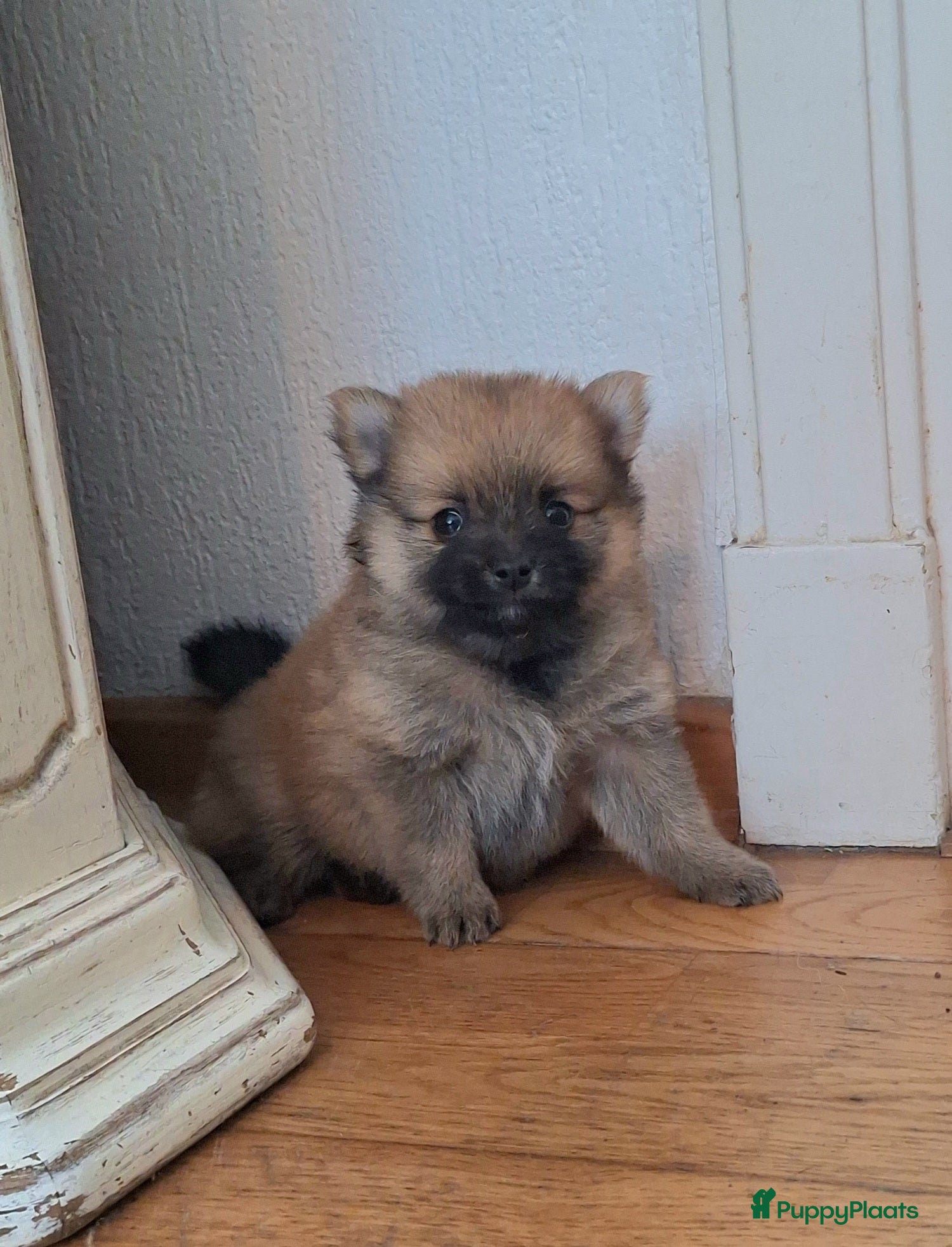 Pomsky honden te koop: Mellow 💙 F1b pomsky reu - Advertentie 3
