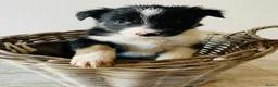 Border Collie honden te koop: Gezonde Border Collie pups stamboom (ISDS/FCI) - Advertentie 18