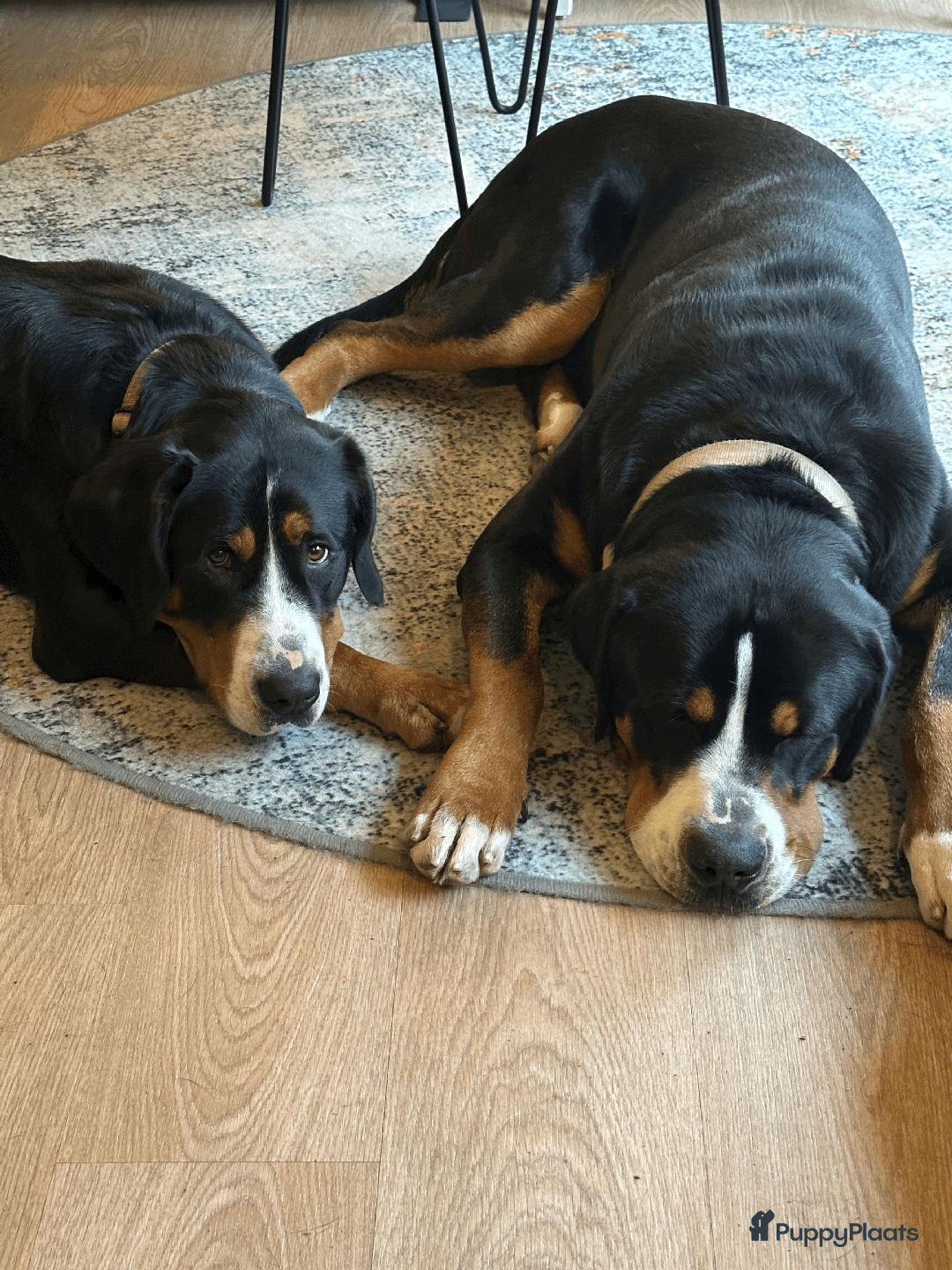 Grote Zwitserse Sennenhond honden te koop: Grote Zwitserse Sennen pups (27-11) - Advertentie 3