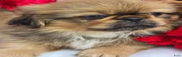 Pekingees honden te koop: Heel mooi Pekinees reutje - Advertentie 22