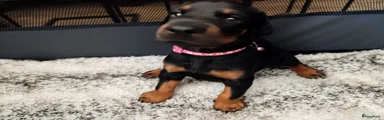 Dobermann 2