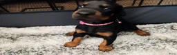 Dobermann honden te koop: 3 Dobermann pups  zoeken  een goud mandje  - Advertentie 14