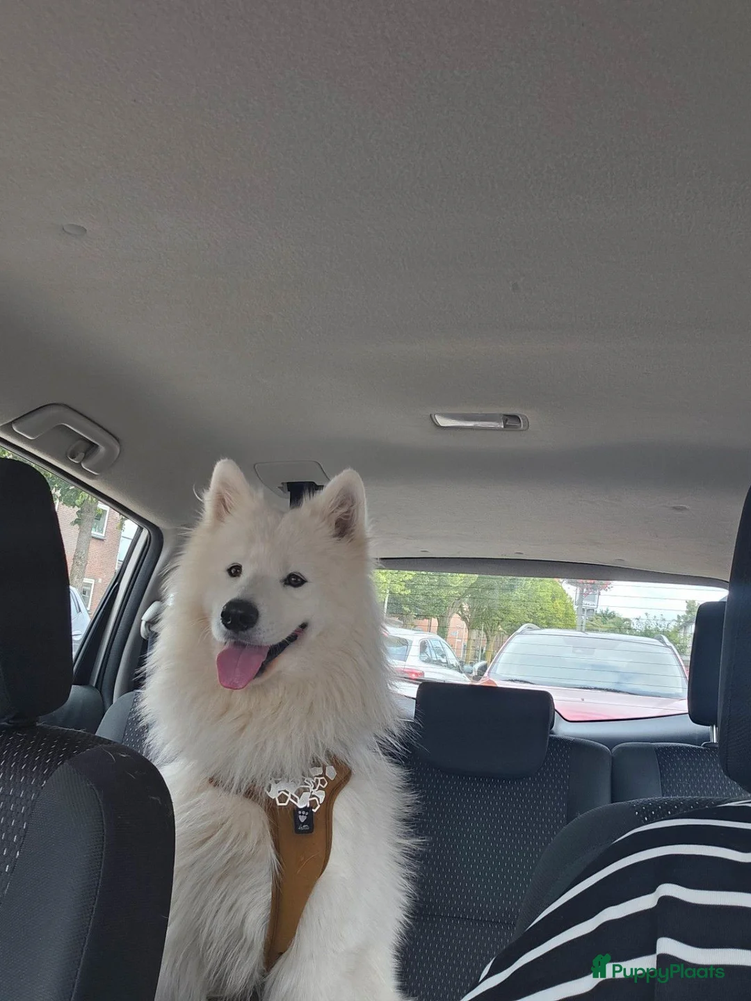 Kruising honden te koop: Pups samojeed j akita  - Advertentie 2