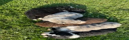 Kruising honden te koop: UNIEKE Wetterhoun X Australian Shepherd pups - Advertentie 8
