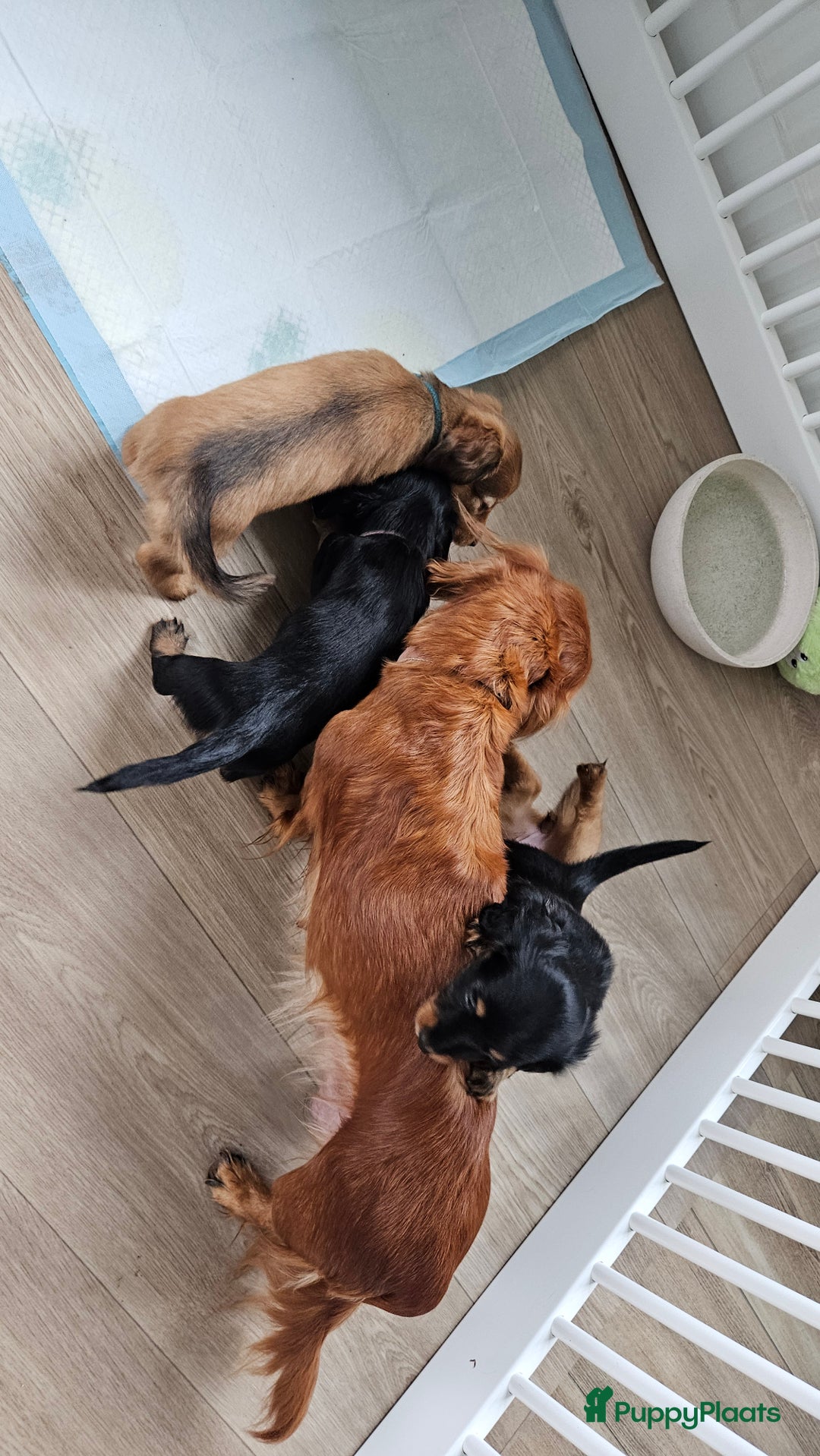 Teckel (langhaar) honden te koop: Mini - langharige dwergteckel pup met stamboom in Lienden - Afbeelding 10