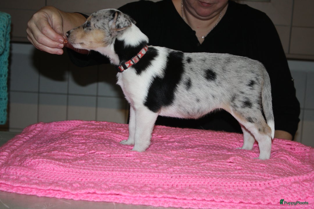 Schotse Herdershond korthaar honden te koop: Schotse Herdershond Korthaar pups met stamboom FCI - Advertentie 11