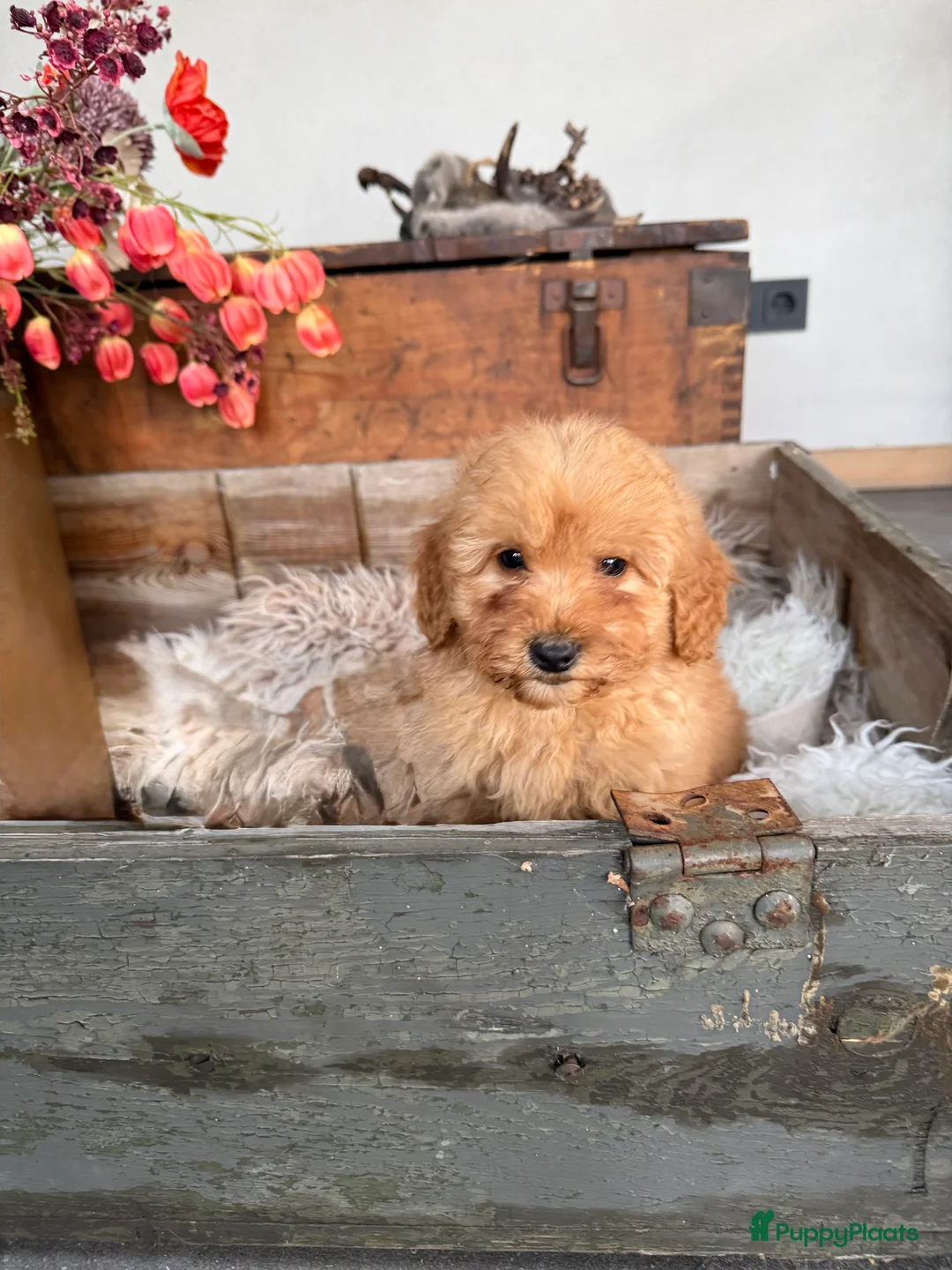 Labradoodle honden te koop: Labradoodle mini  - Advertentie 2