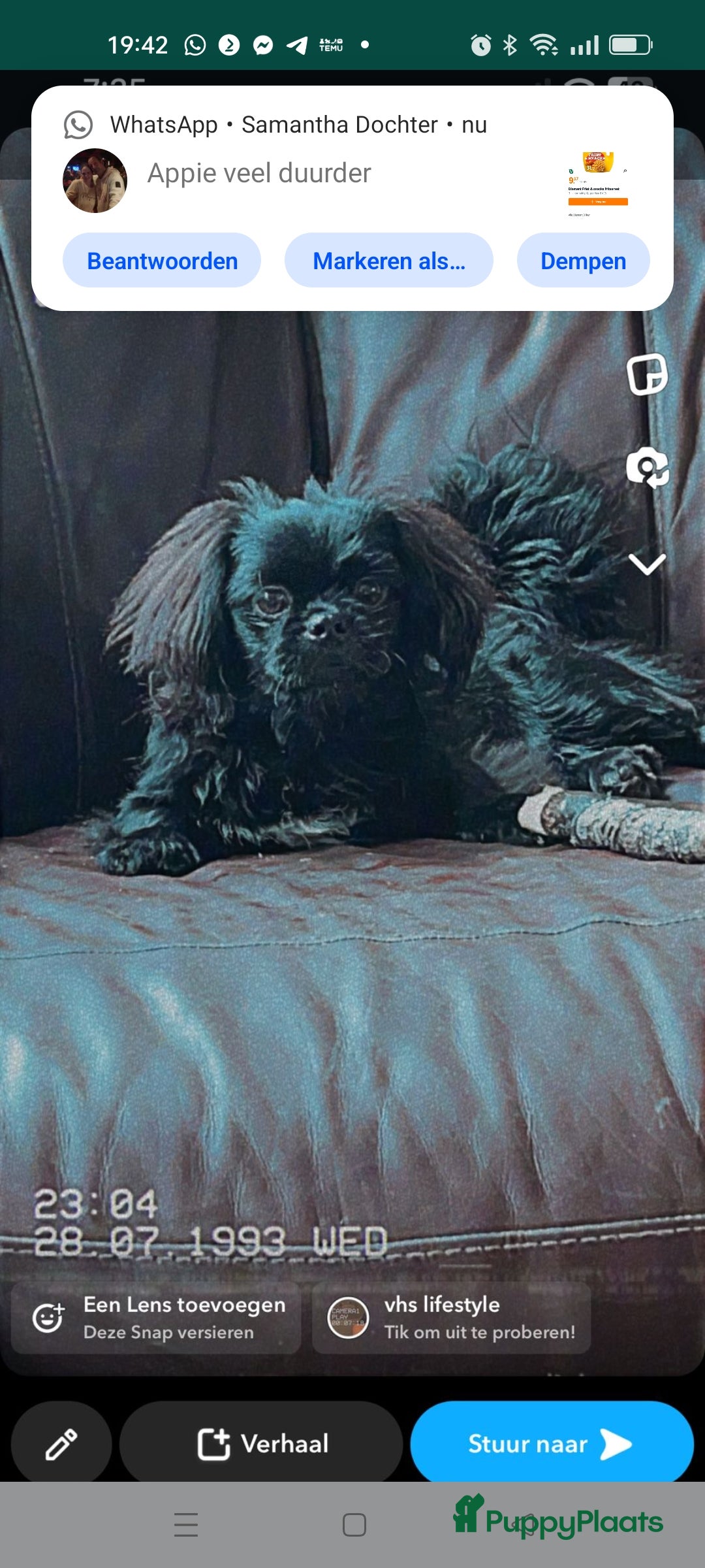 Kruising honden te koop: Puppie - Advertentie 6